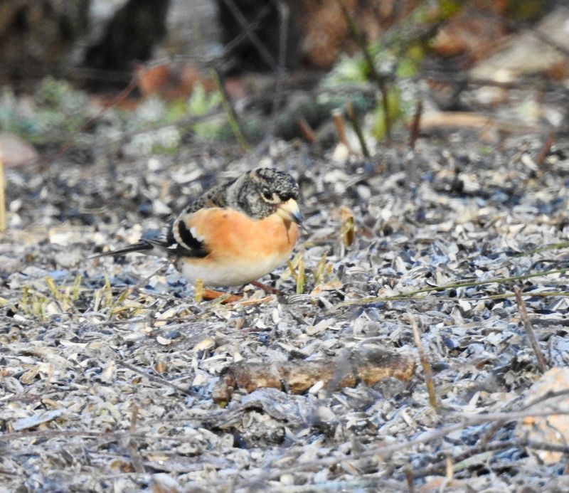 Bramling, Bergfink, Fringilla montifringilla