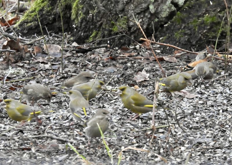 Greenfinch, Grnfink, Chloris chloris