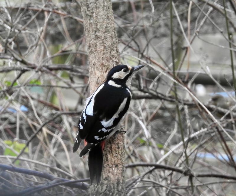 Större hackspett hona (Dendrocopus major) Greater Spotted Woodpecker female .jpg
