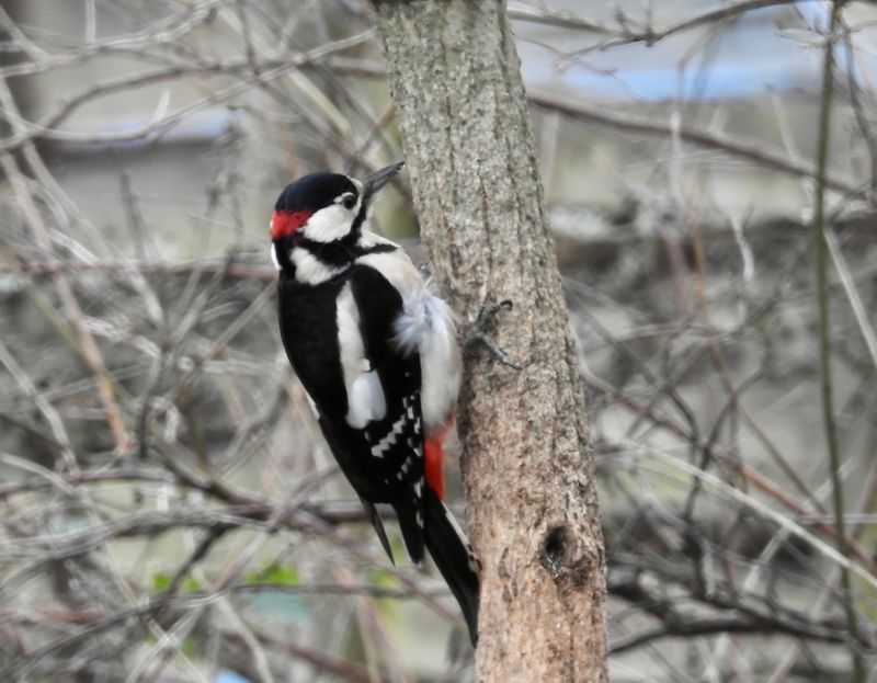 Större hackspett hane (Dendrocopus major) Greater Spotted Woodpecker male .jpg