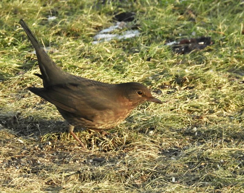 Koltrast, Blackbird female, Turdus merula. jpeg