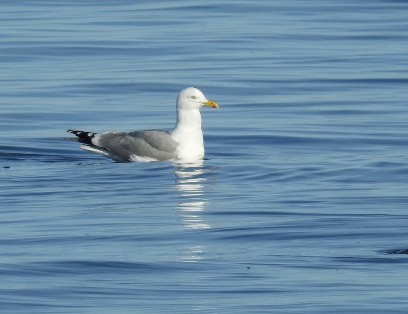 Herring Gull, Gråtrut, Larus argentatus