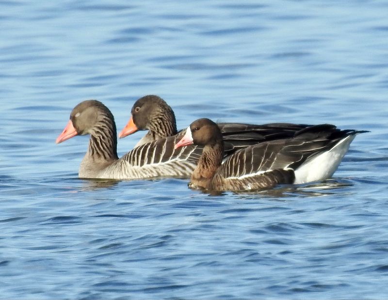 Bläsgäss (Anser albifrons) White-fronted Geese.jpg