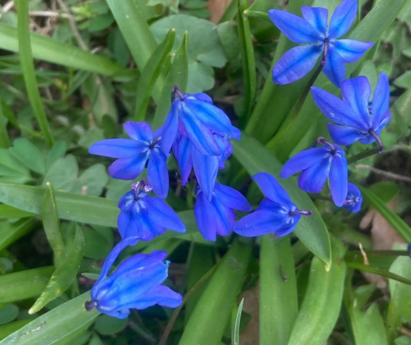 Rysk blåstjärna, Scilla siberica. jpeg