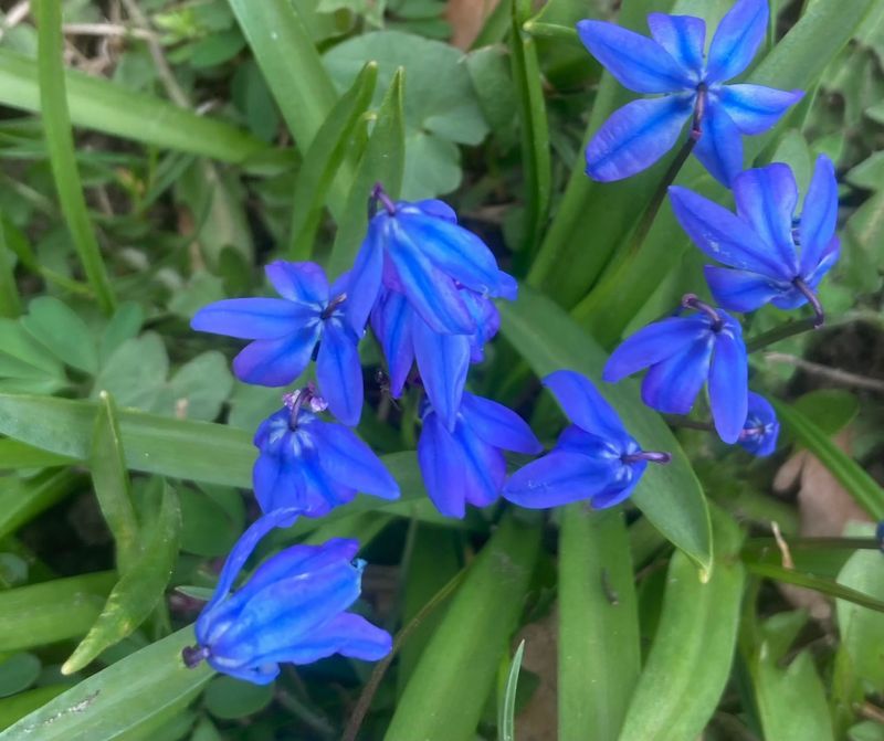 Rysk blstjrna, Scilla siberica. jpeg