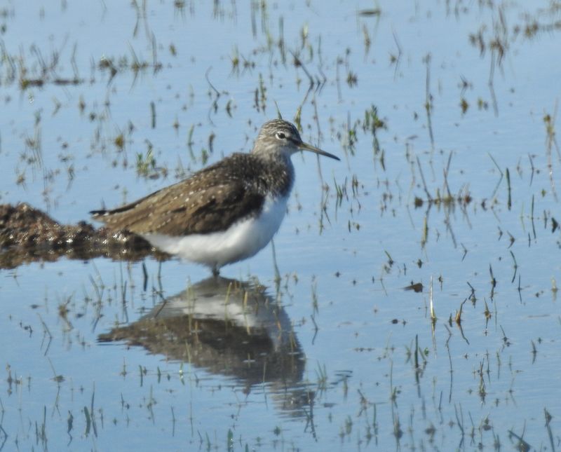 Skogssnäppa Tringa ochropus, Green sandpiper.jpg