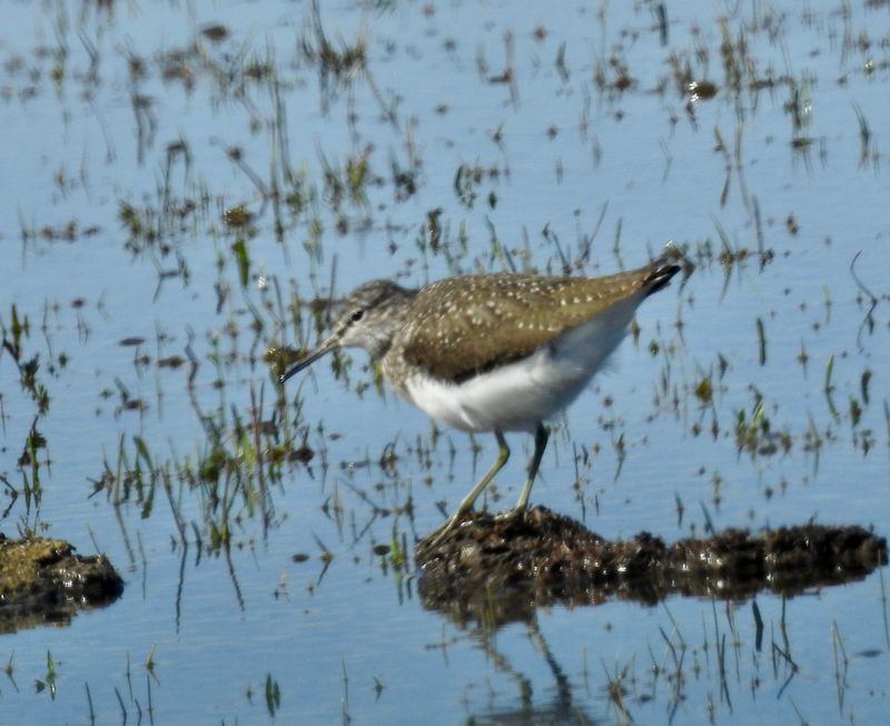 Skogssnäppa Tringa ochropus, Green sandpiper.jpg