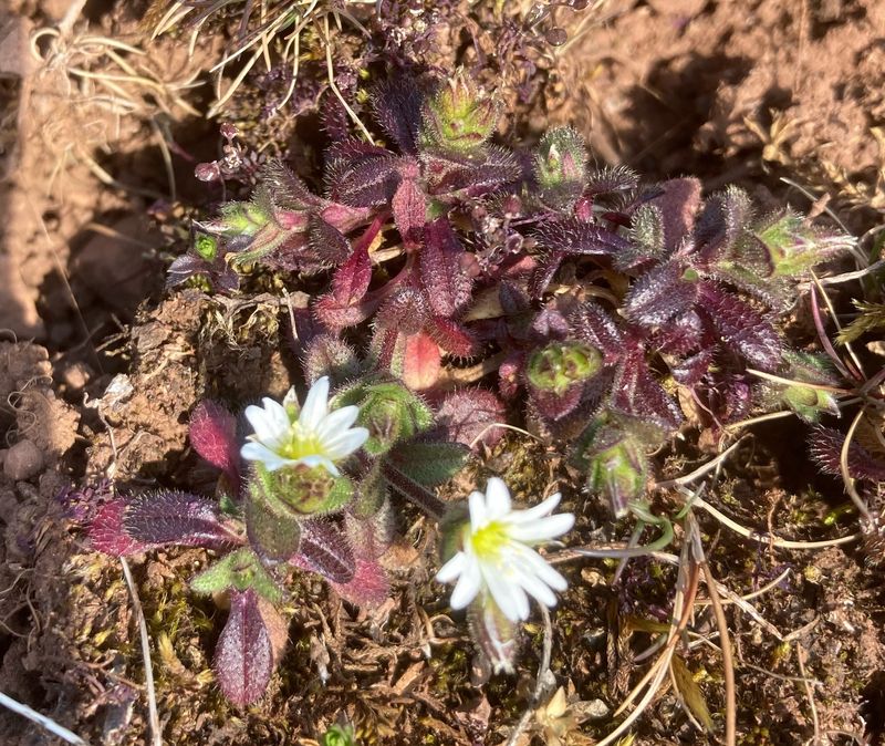 Alvararv, Cerastium pumilum .jpeg