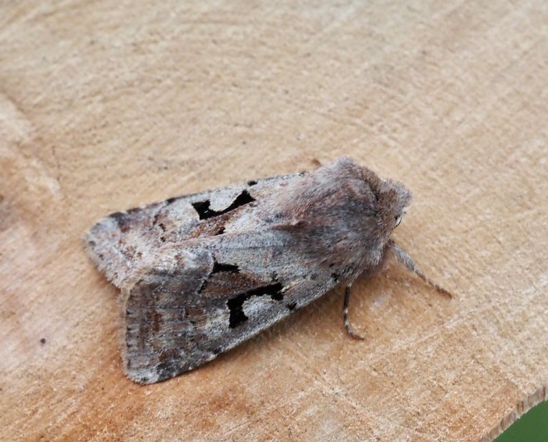 Orthosia gothica Gotiskt slgfly. .jpg