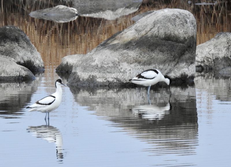 Avocet, Skrflcka Blsinge hamn. jpg