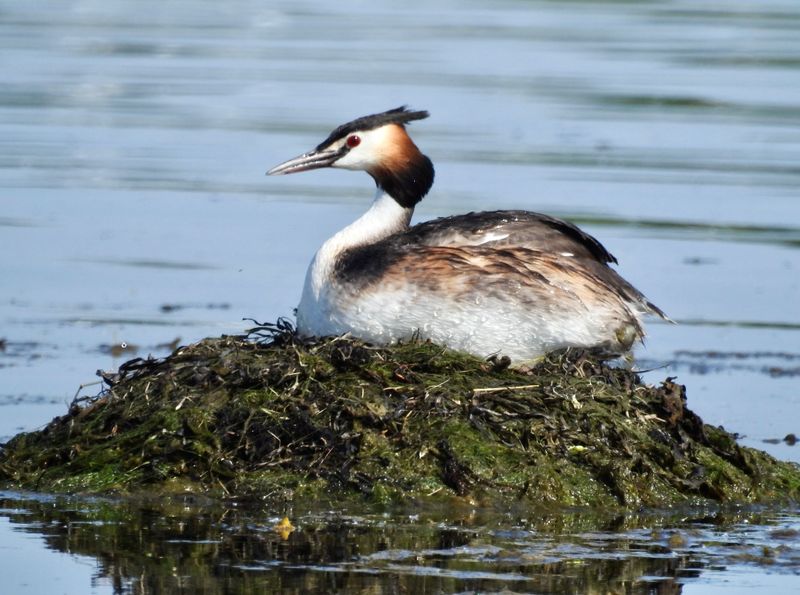 Great Crested Grebe, Skäggdopping (Podiceps cristatus) Enudden Kalmar.jpg