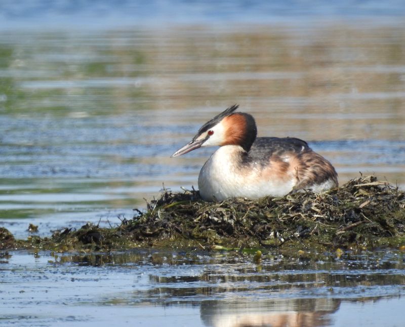Great Crested Grebe, Skäggdopping (Podiceps cristatus) Enudden Kalmar.jpg
