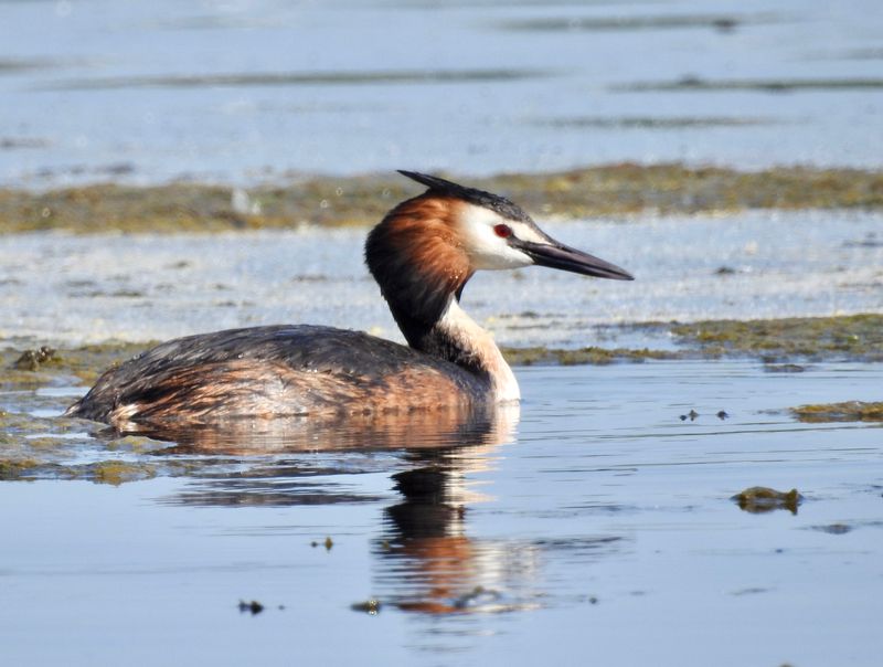 Great Crested Grebe, Skäggdopping (Podiceps cristatus) Enudden Kalmar.jpg