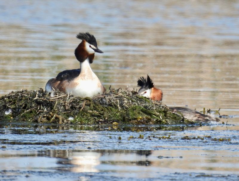 Great Crested Grebe, Skäggdopping (Podiceps cristatus) Enudden Kalmar.jpg