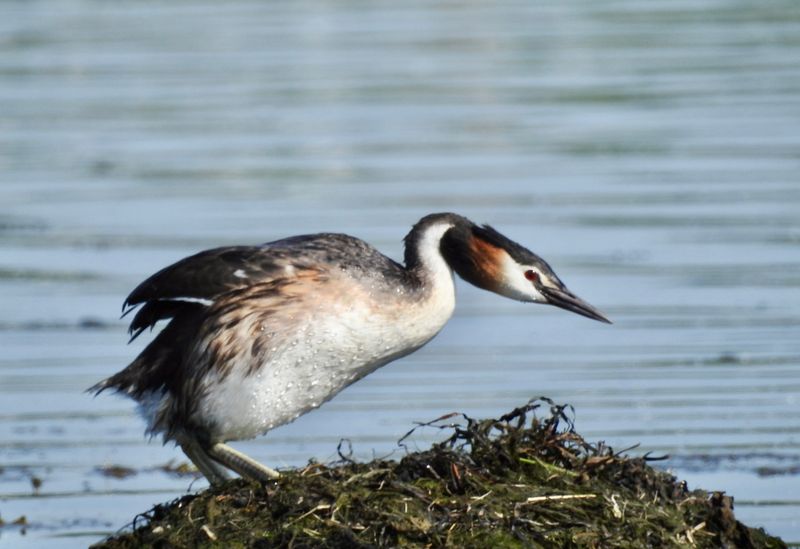 Great Crested Grebe, Skäggdopping (Podiceps cristatus) Enudden Kalmar.jpg