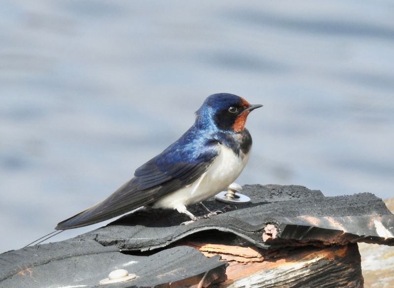Barn Swallow, Ladusvala   (Hirundo rustica), Blsinge hamn.jpg