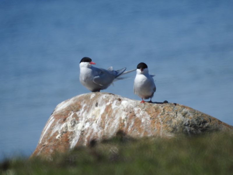 Arctic Tern, Silvertärna  (Sterna paradisaea) Halltorps hage.jpg