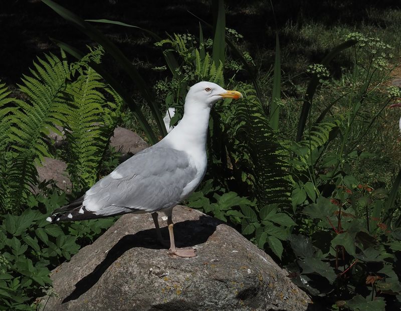 Herring Gull, Grtrut, Larus argentatus