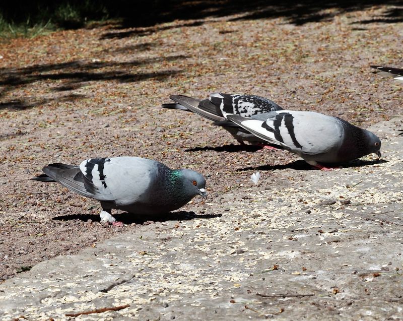 Feral Pigeon, Tamduva (Columba livia).jpg
