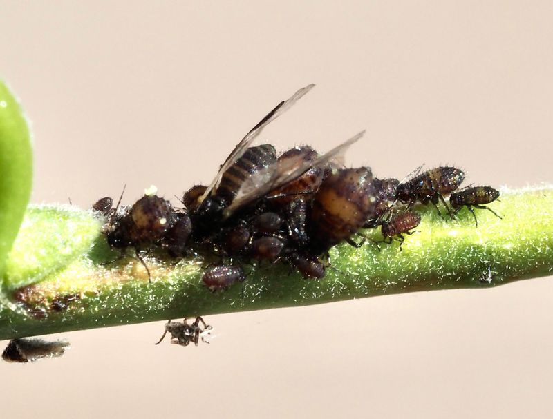 Chaitophorus populeti p asp