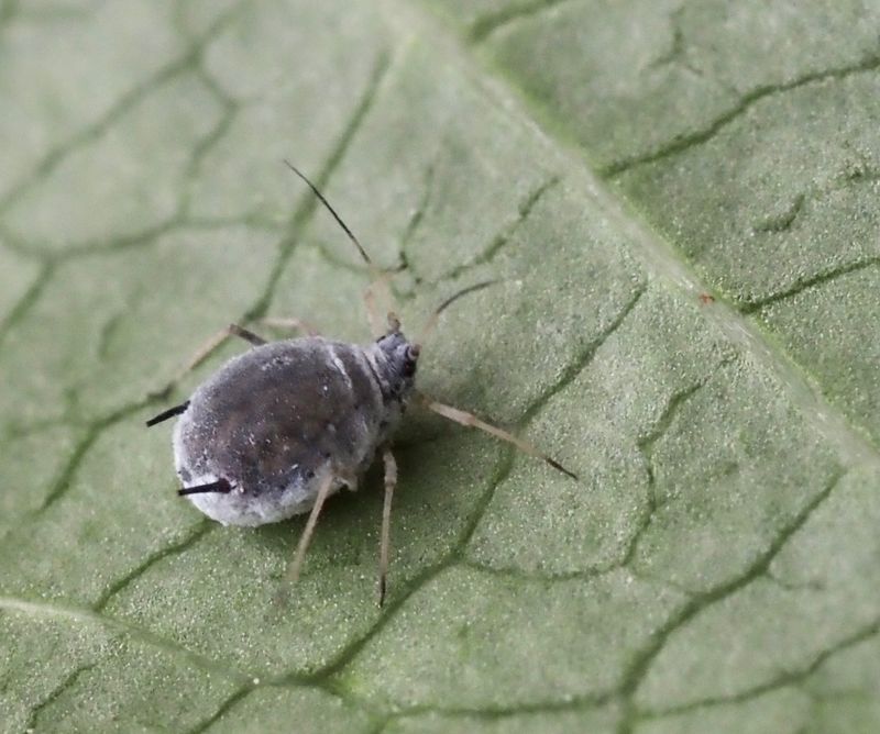 Disaphis plantaginea p apel