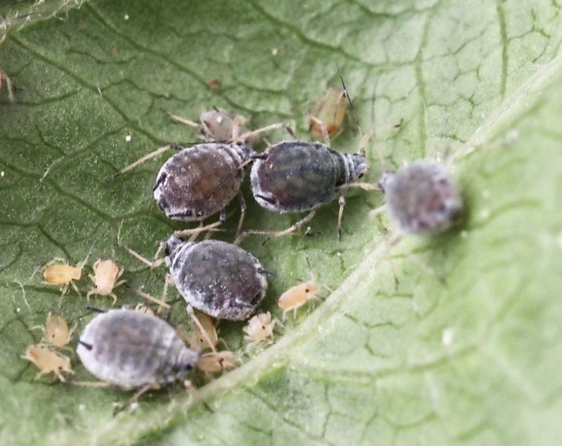 Disaphis plantaginea p apel