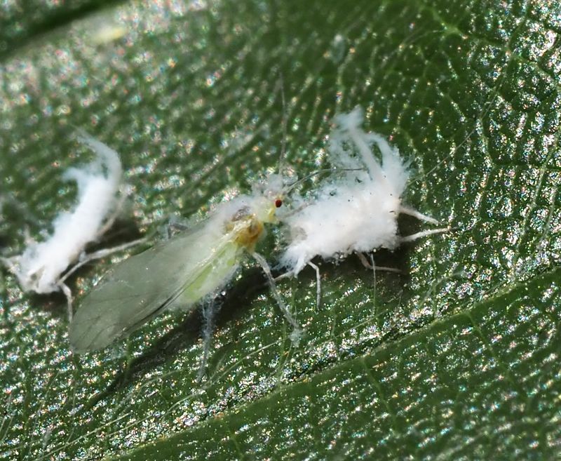 Phyllaphis fagi p bok