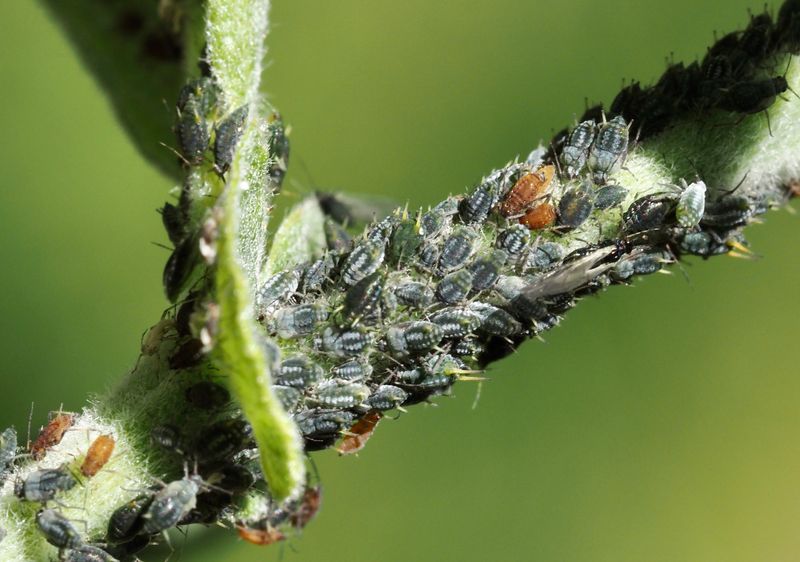 Aphis farinosa p slg