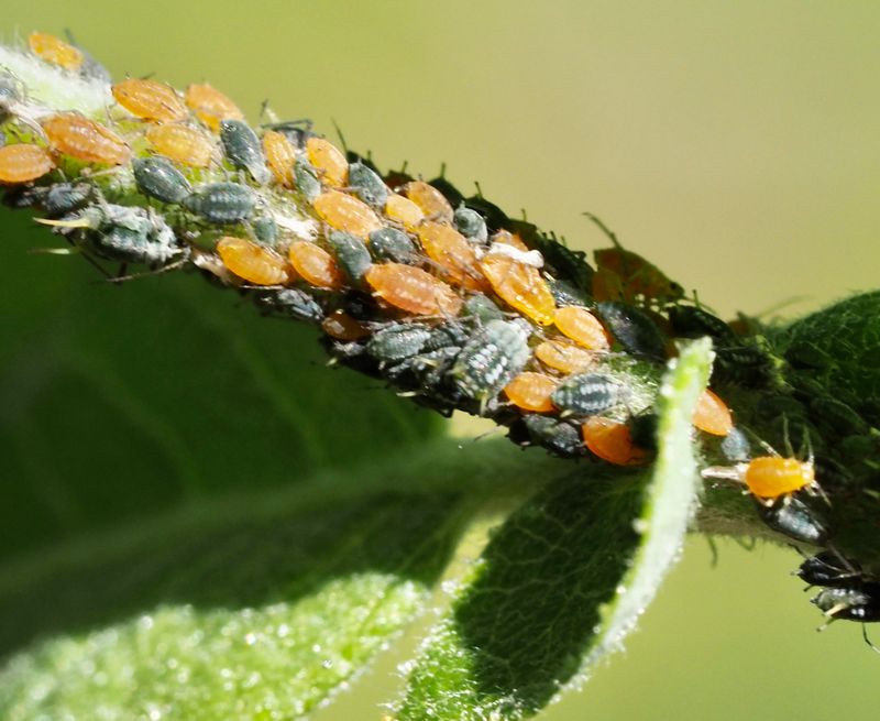 Aphis farinosa p slg