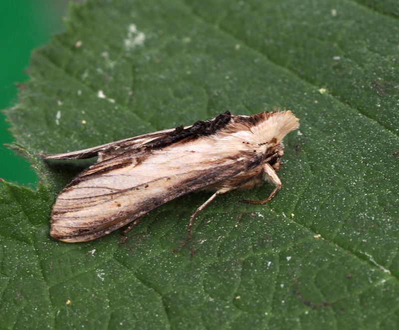 Grgult kapuschongfly, Cucullia lychnitis.jpg