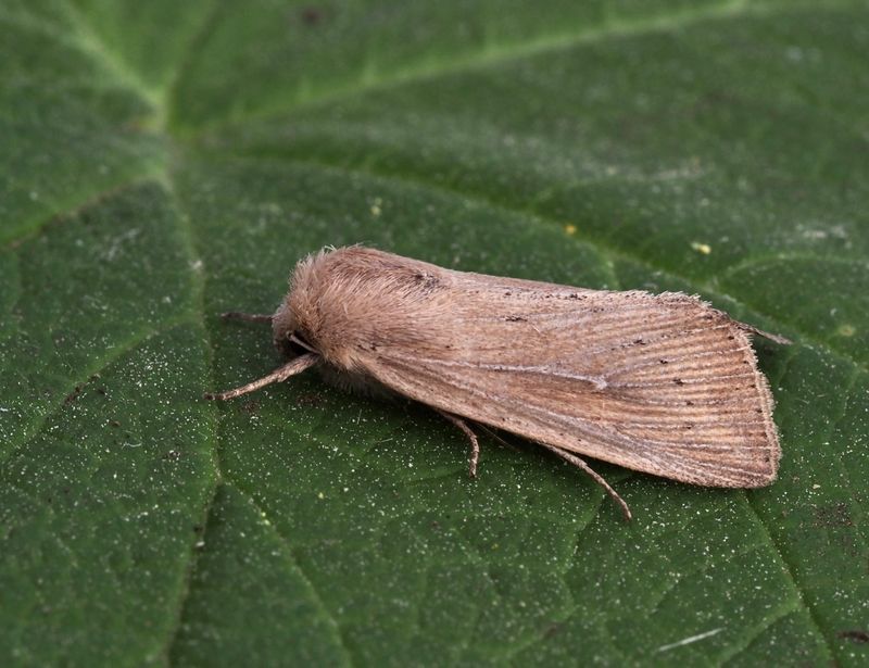 Prickgrsfly, Leucania obsoleta
