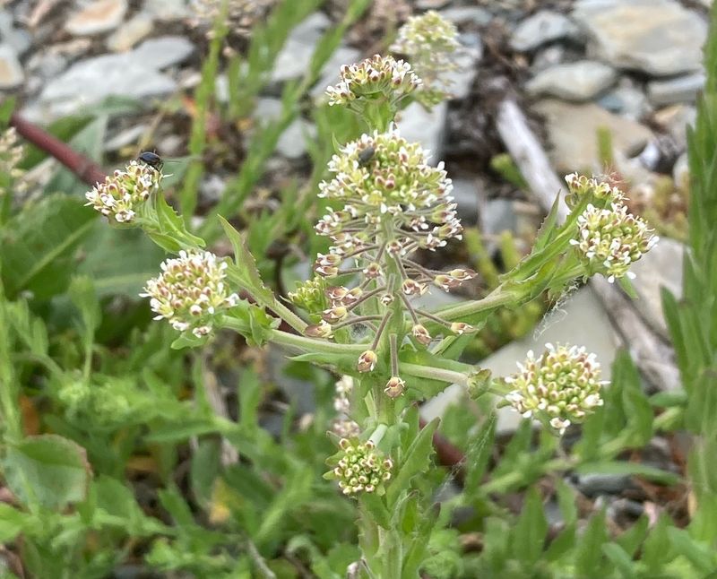Vallkrassing, Lepidium heterophyllum