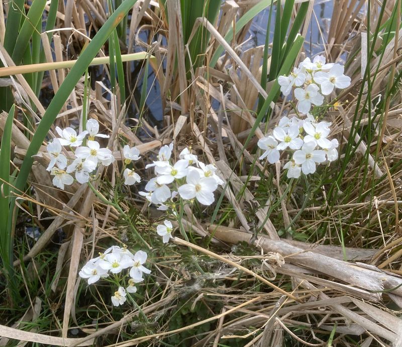 Krrbrsma, Cardamine pratensis sap paludosa