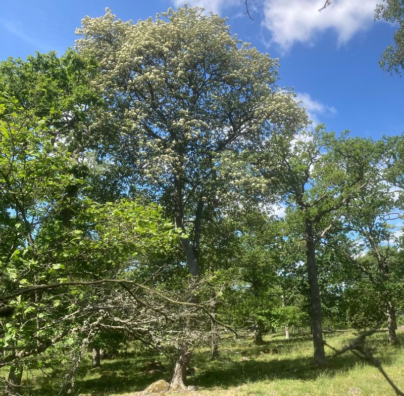 Oxel, Sorbus imtermedia