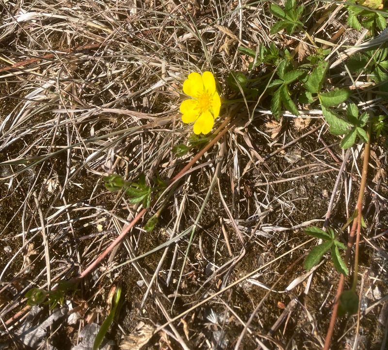 Revfingerört, Potentilla Reitans