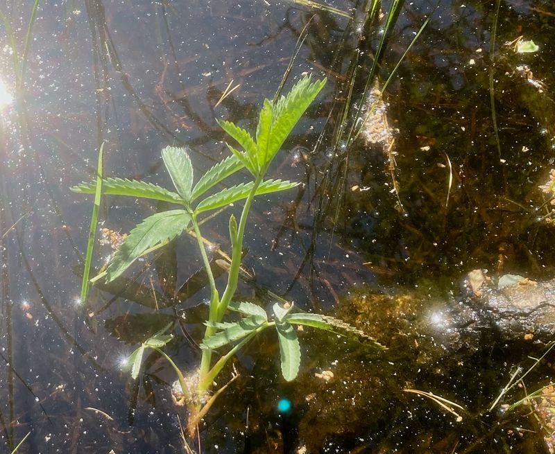 Kråkklöver, Comarum palustre