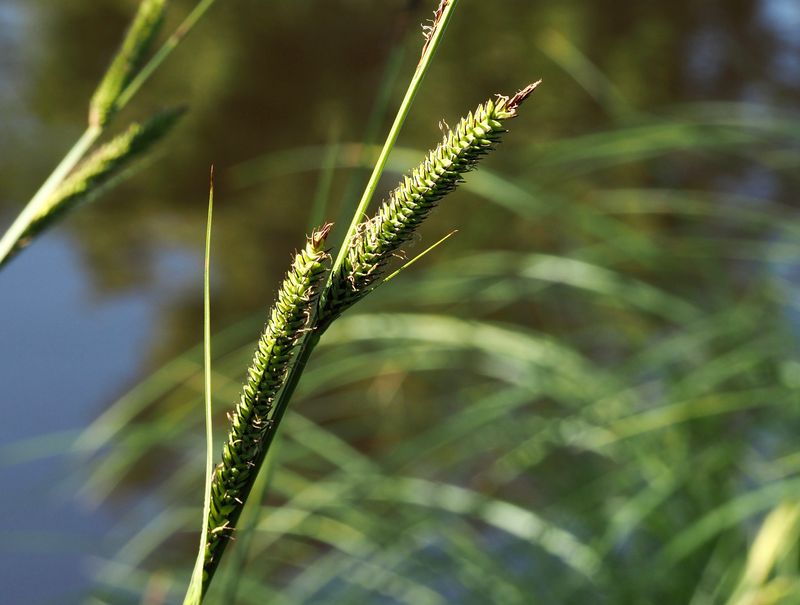 Brunstarr, Carex acutiformis