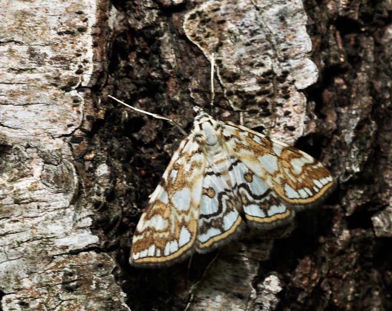 Brown China mark, Näckrosmott (Elophila nymphaeata).jpg