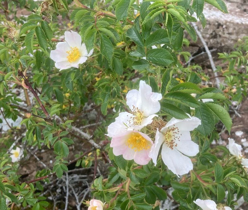 Stenros, Rosa canina