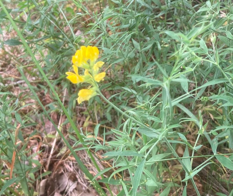 Gulvial, Lathyrus pratensis