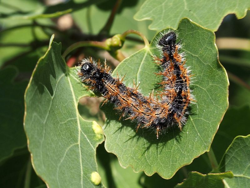 Large Tortoiseshell, Krsbrsfuks   (Nymphalis polychloros).jpg