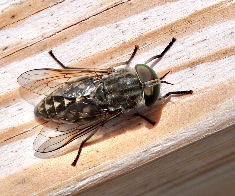 Tabanus bromius, Vanlig grbroms