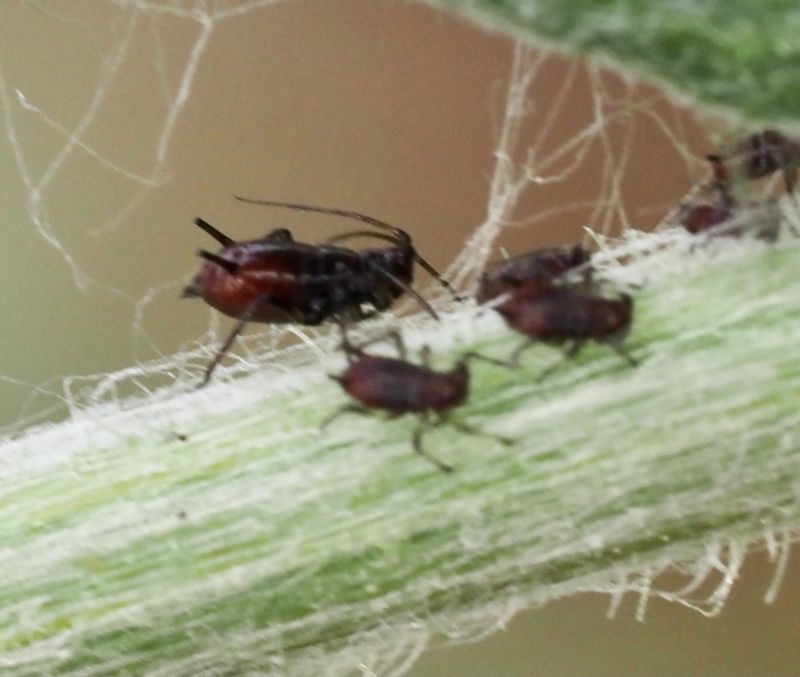 Uroleucon jaceae p rdklint