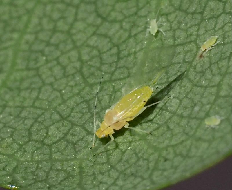 Tuberculatus annulatus p ek