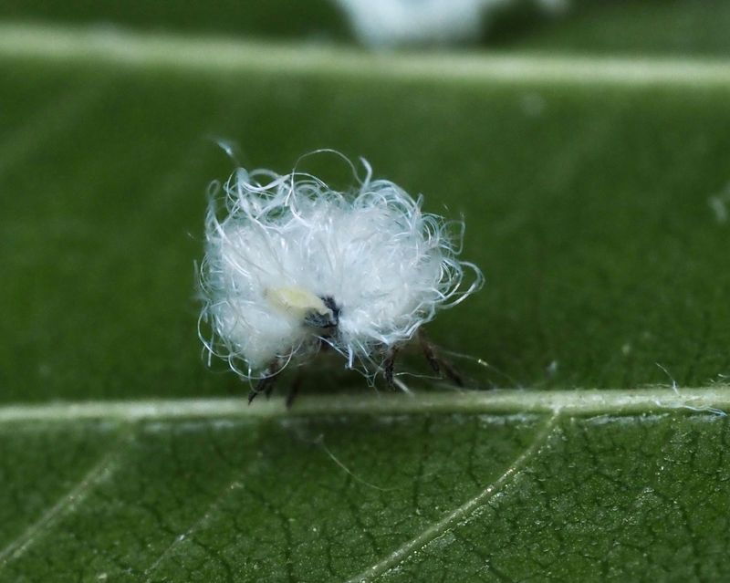 Prociphilus xyleslei p al