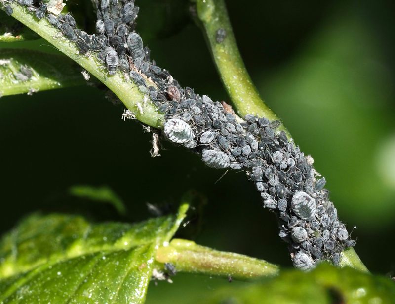 Rhopalosiphum padi p hgg