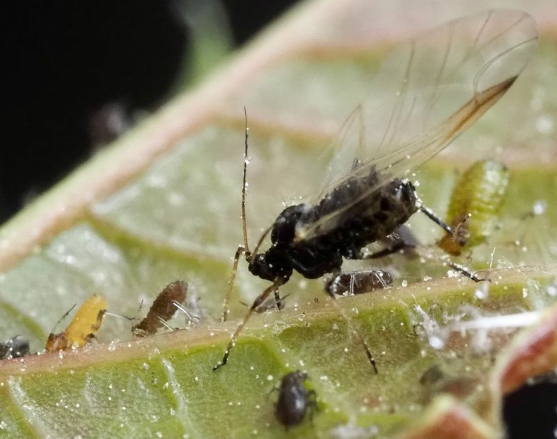 Periphyllus ageras p lnnjpeg