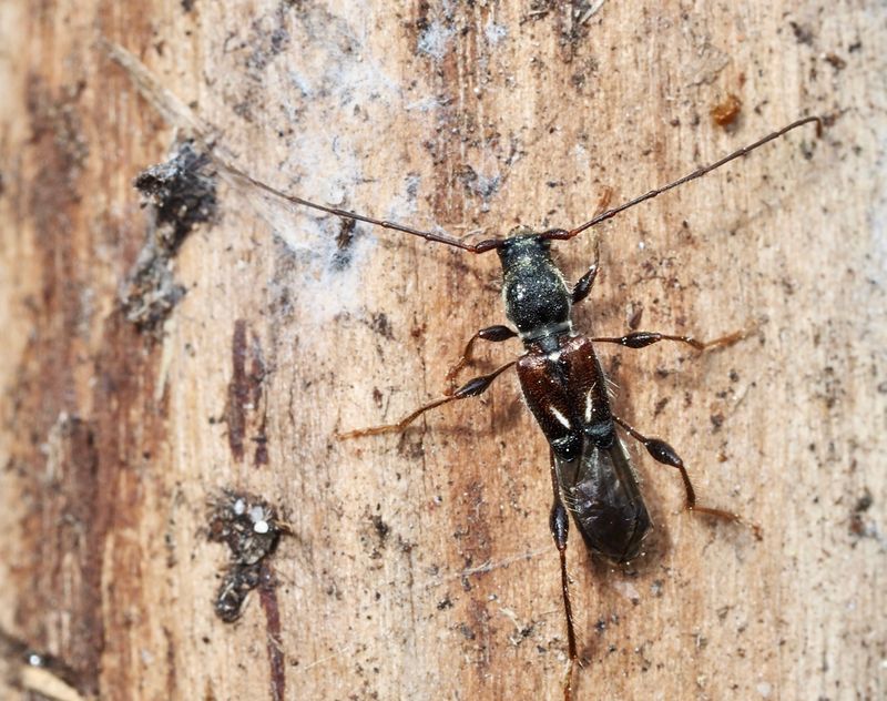 Kortvingad granbock (Molorchus minor).jpg