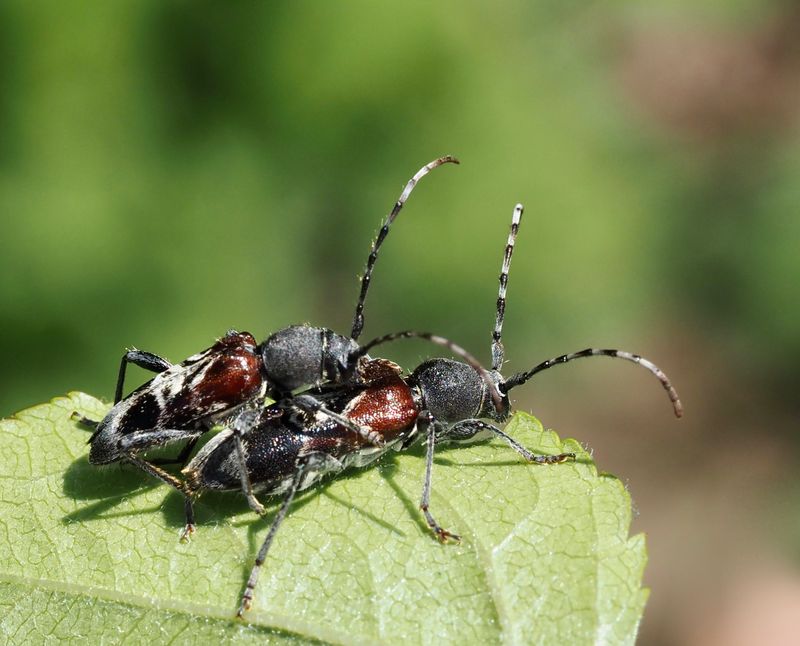 Prynadsbock (Anaglyptus mysticus).jpg