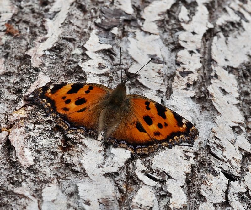 Large Tortoiseshell, Krsbrsfuks   (Nymphalis polychloros) Bjrn Kalmar .jpg
